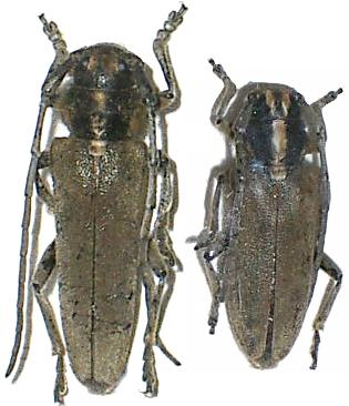 Phytoecia (Helladia) flavescens