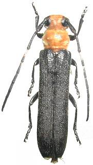 Linda (Linda) pratti signaticornis