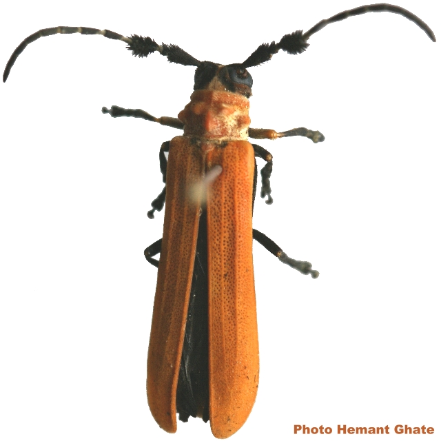 Linda (Dasylinda) testacea