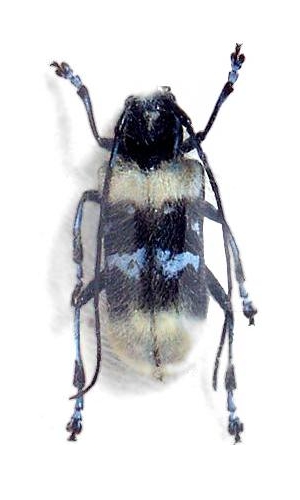 Malloderma pascoei