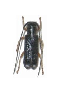 Menesia bipunctata