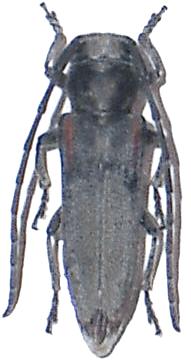 Phytoecia (Musaria) tirellii