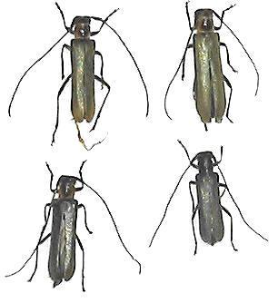 Stenostola niponensis