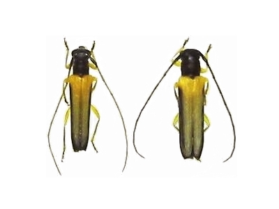 Nupserha marginella