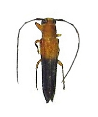 Oberea lateapicalis