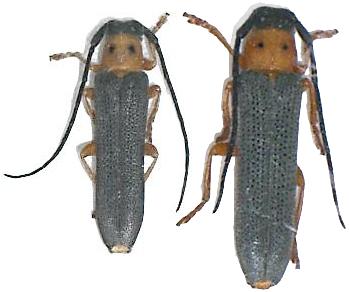 Oberea oculata Oberea oculata
