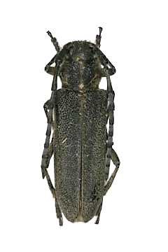 Oxylia duponchelii