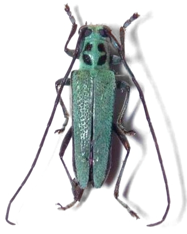 Pareutetrapha magnifica caeruleithoracica