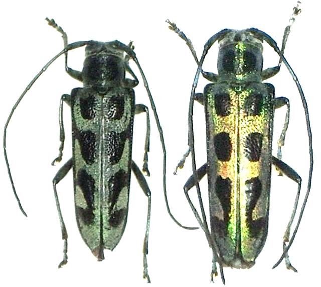 Eutetrapha chrysochloris