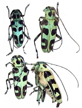 Paraglenea swinhoei swinhoei