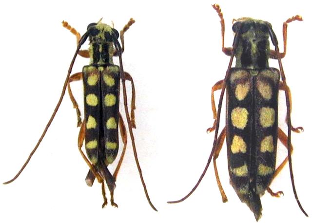 Paramenesia kasugensis