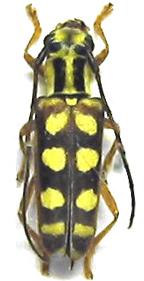 Paramenesia kasugensis