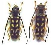 Paramenesia theaphia