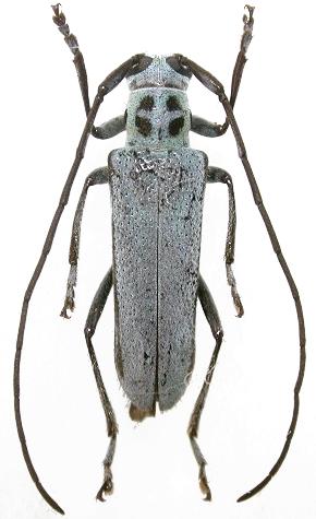 Pareutetrapha magnifica magnifica