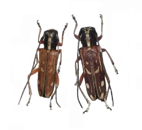 Pareutetrapha simulans