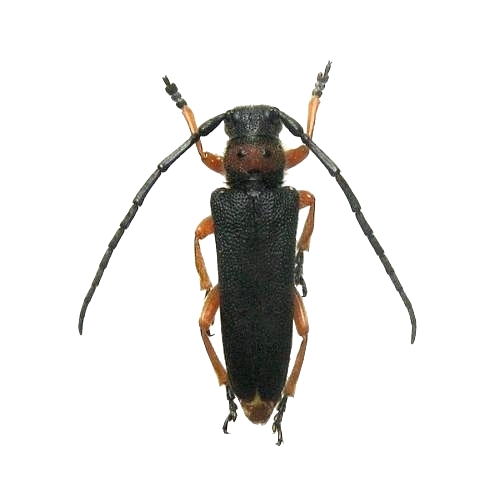 Phytoecia (Musaria) affinis Phytoecia (Musaria) affinis