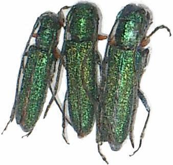 Phytoecia (Phytoecia) caerulea