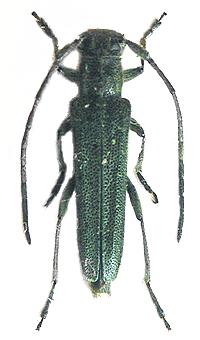 Phytoecia (Opsilia) coerulescens