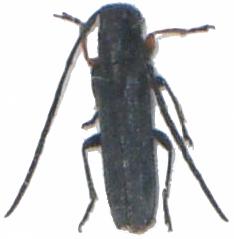 Phytoecia (Phytoecia) cylindrica