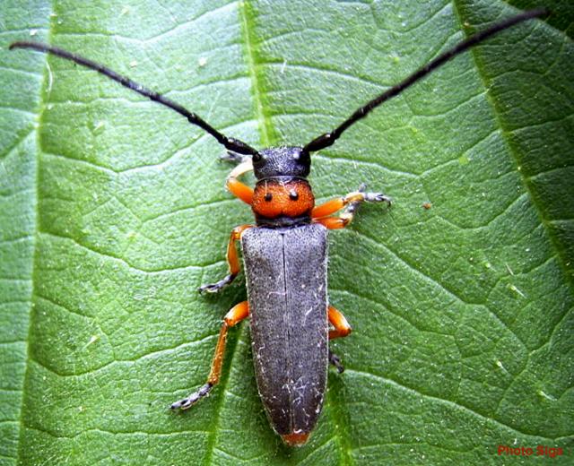 Phytoecia (Musaria) affinis