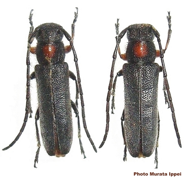 Phytoecia (Phytoecia) rufiventris 