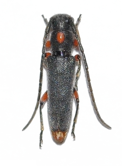 Phytoecia (Phytoecia) virgula