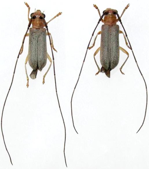 Praolia citrinipes takeuchii