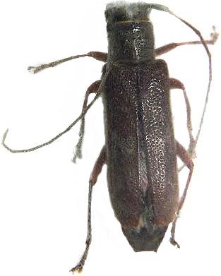 Saperda discoidea