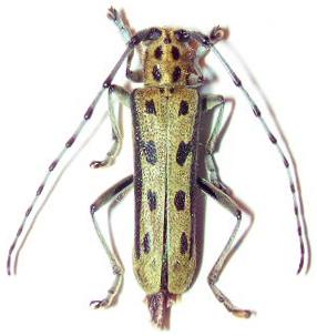 Saperda alberti