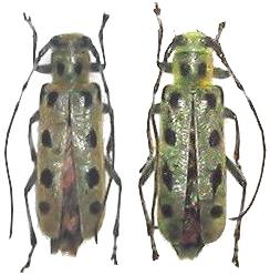 Saperda octomaculata