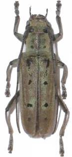 Saperda octopunctata Saperda octopunctata