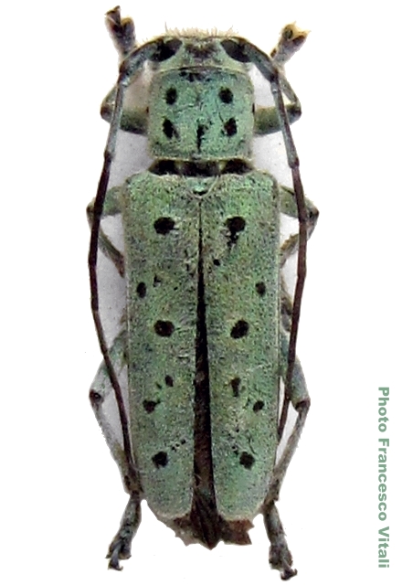 Saperda punctata