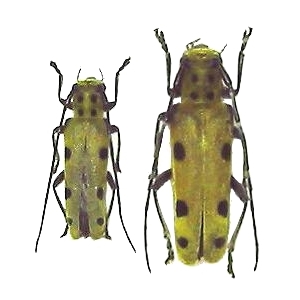 Saperda tetrastigma