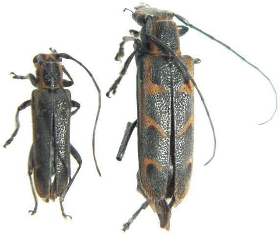 Saperda tridentata