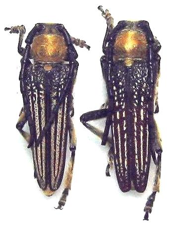 Mallosia (Eumallosia) imperatrix