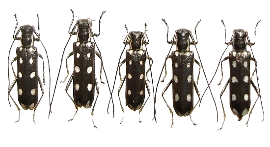 Stenostola argyrosticta 