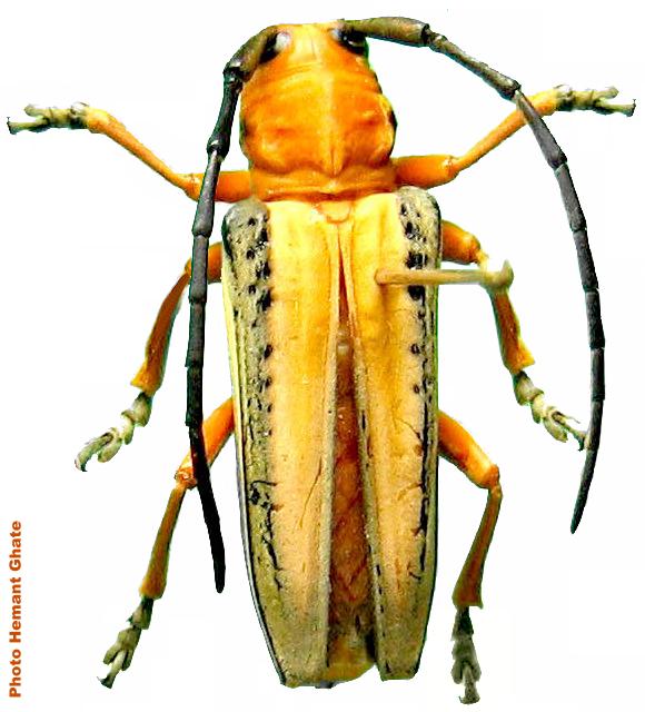 Stibara suturalis