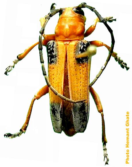 Stibara tetraspilota