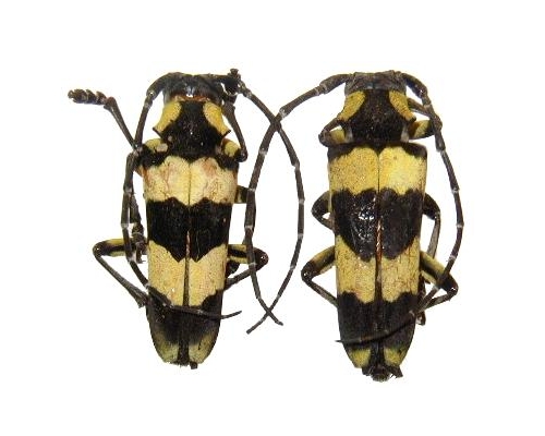 Thermistis croceocincta