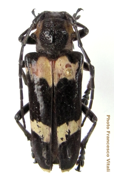 Thermistis xanthomelas 