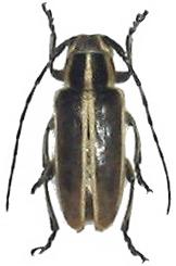 Thyestilla gebleri