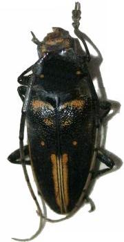 Demagogus larvatus
