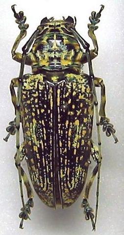 Pterochaos irroratus