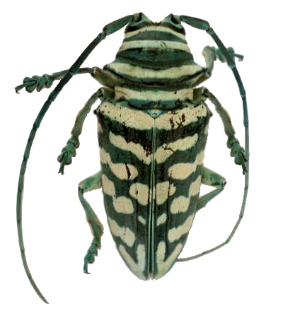 Sternotomis (Sternotomis) bohemanni bohndorffi