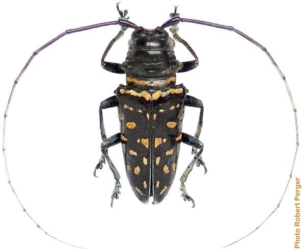 Sternotomis (Sternotomis) carbonaria