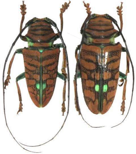 Sternotomis (Sternotomis) chrysopras