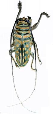 Sternotomis (Sternotomis) bohemanni bohemanni