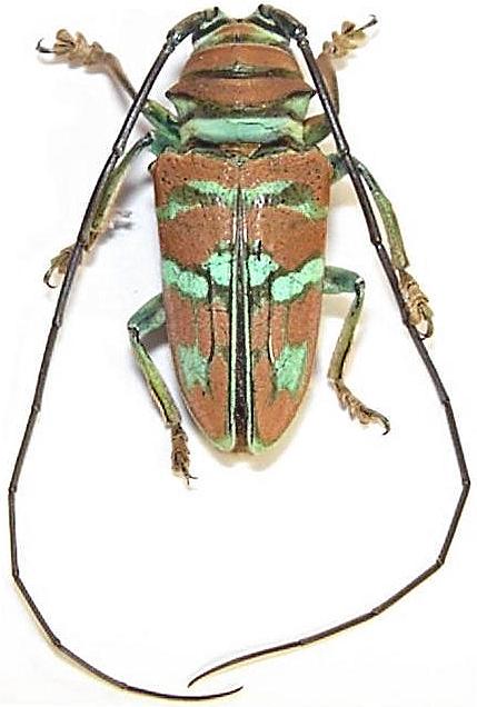 Sternotomis (Sternotomis) pulchra