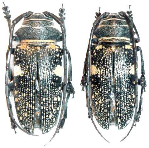 Zographus aulicus