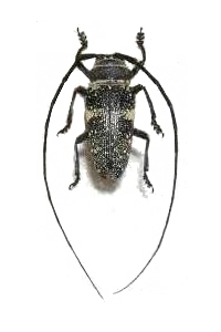 Zographus aulicus